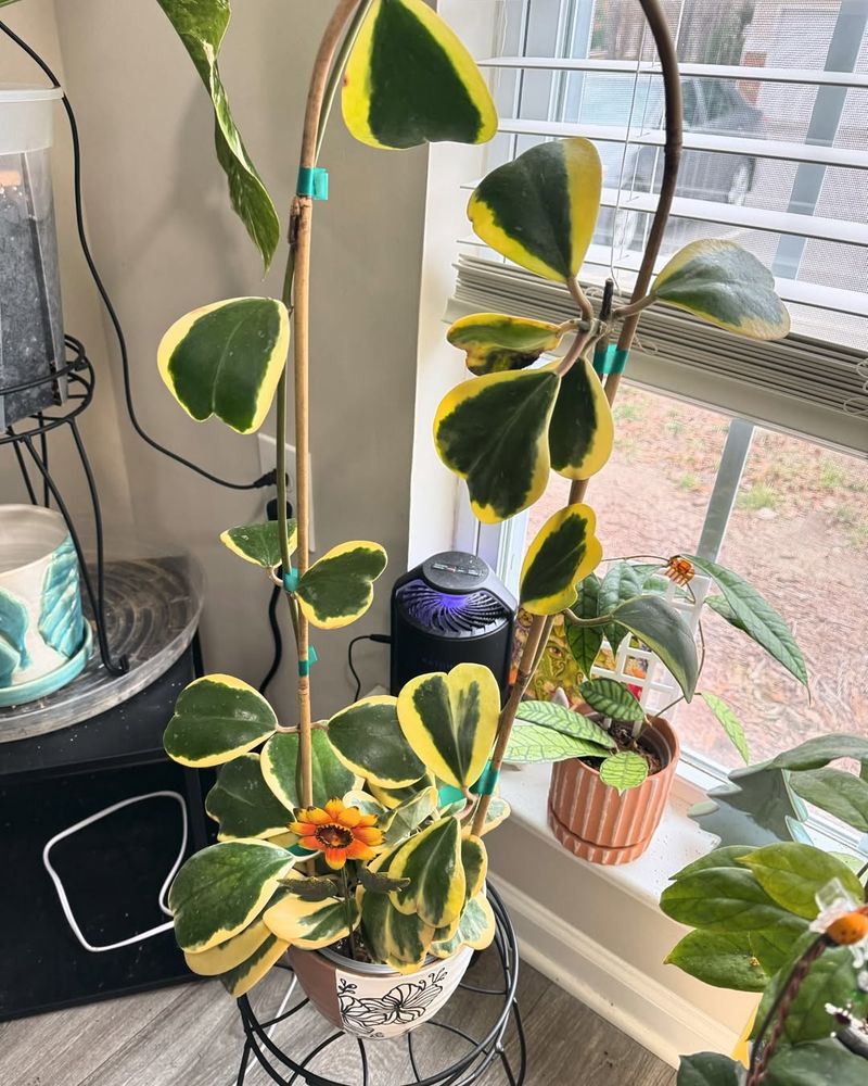 Hoya Kerrii Variegated