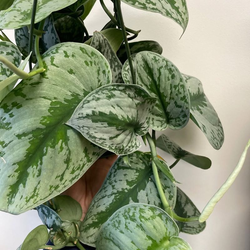 Scindapsus Pictus Exotica