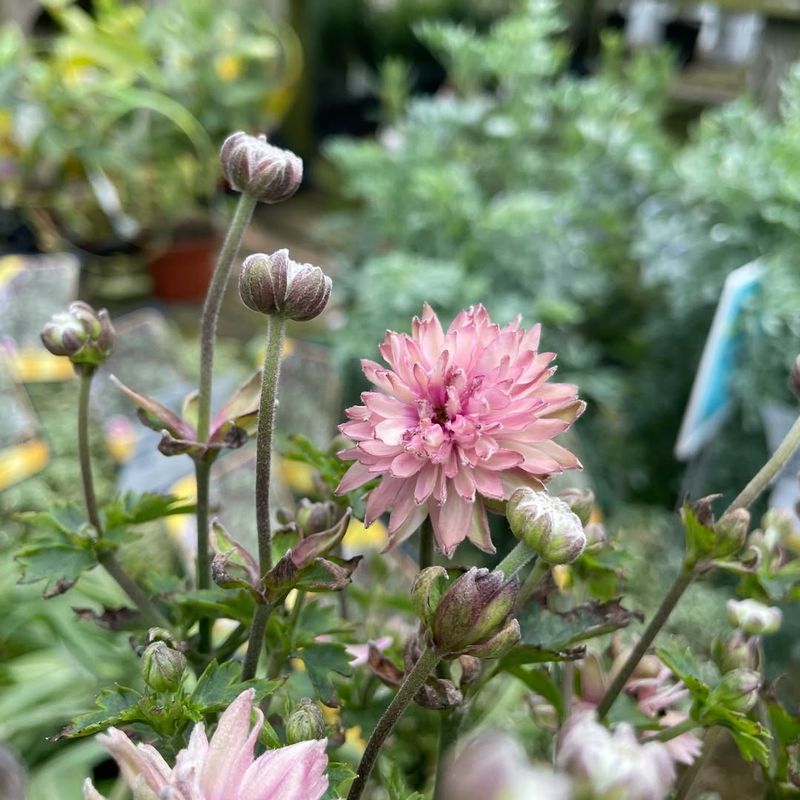 Perennial Flowers