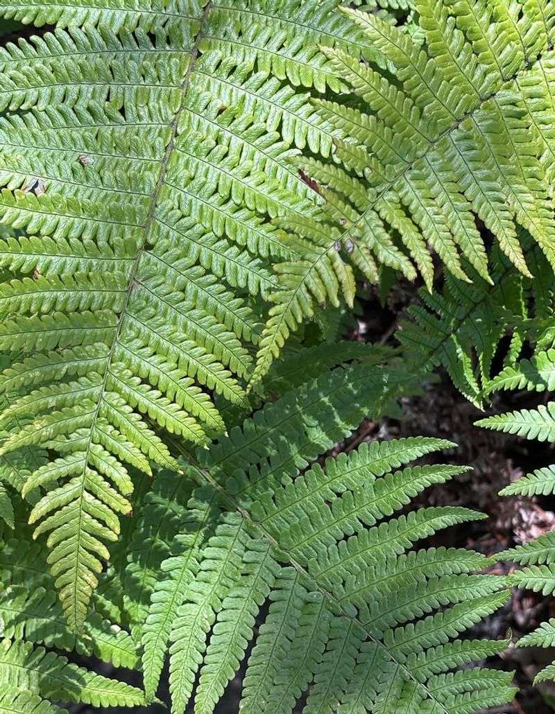 Ferns