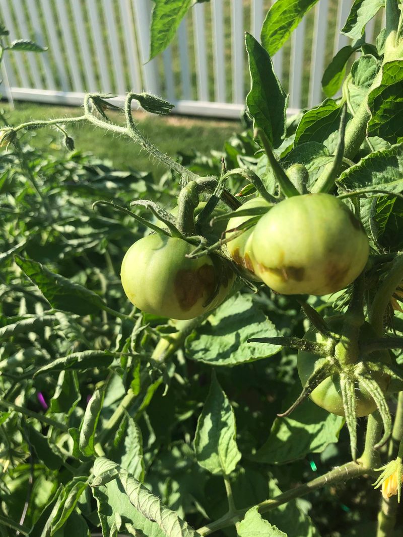 In Low-Lying Frost Pockets