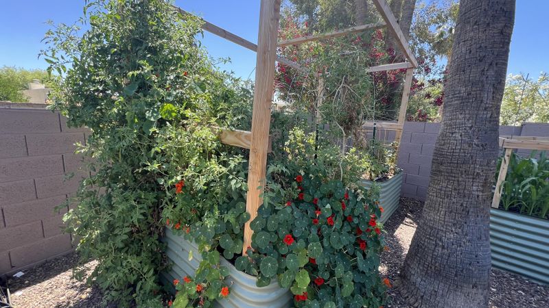 Against North-Facing Walls or Fences