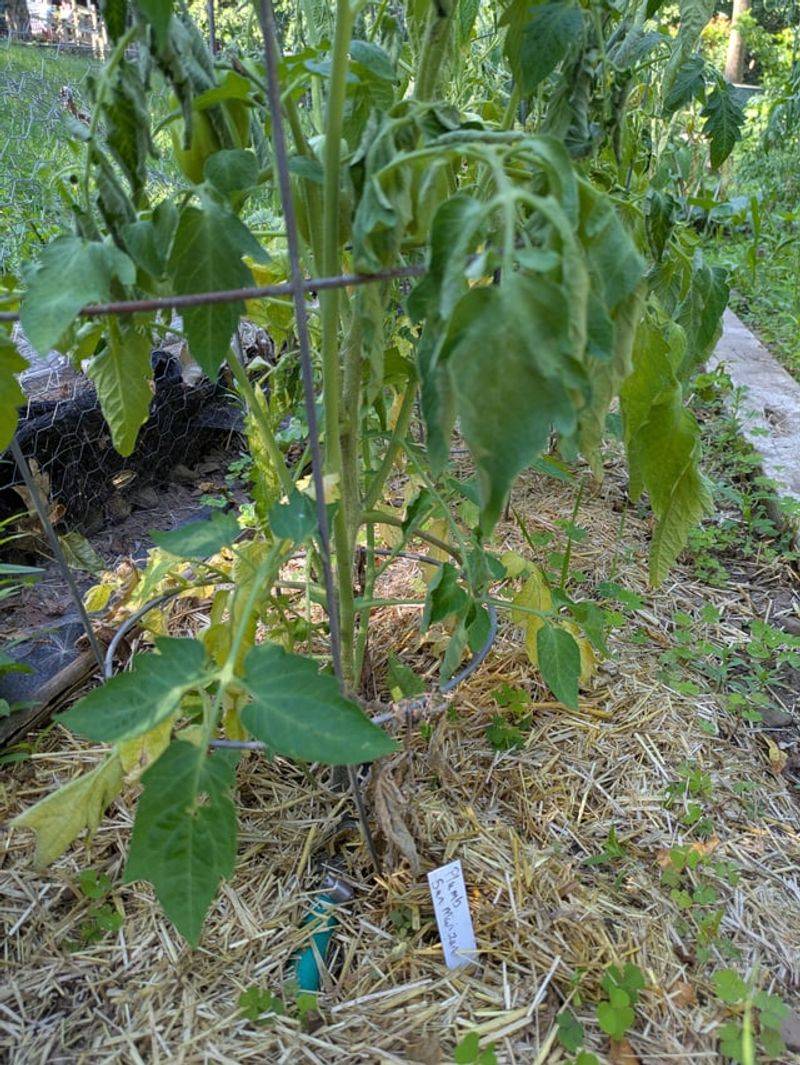In Spots With Walnut Trees Nearby