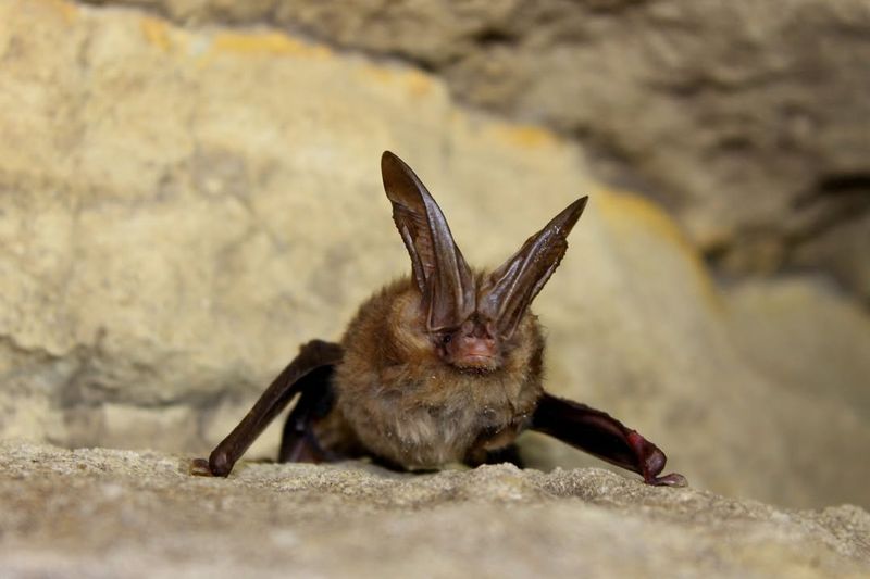 Rafinesque's Big-Eared Bat