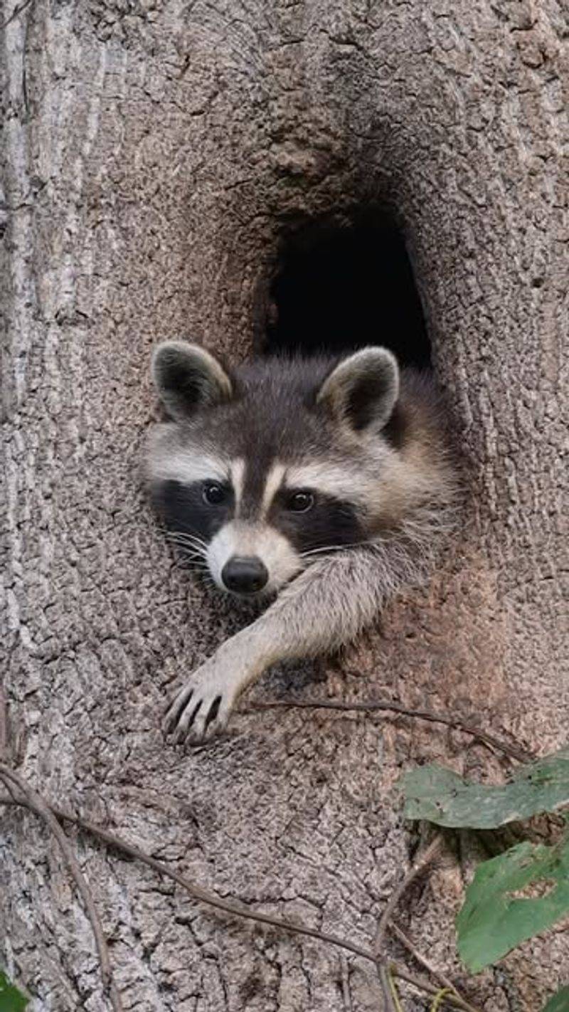 Raccoons Modify Existing Tree Nests