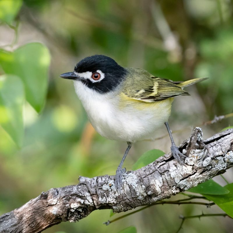 Black-Capped Vireo