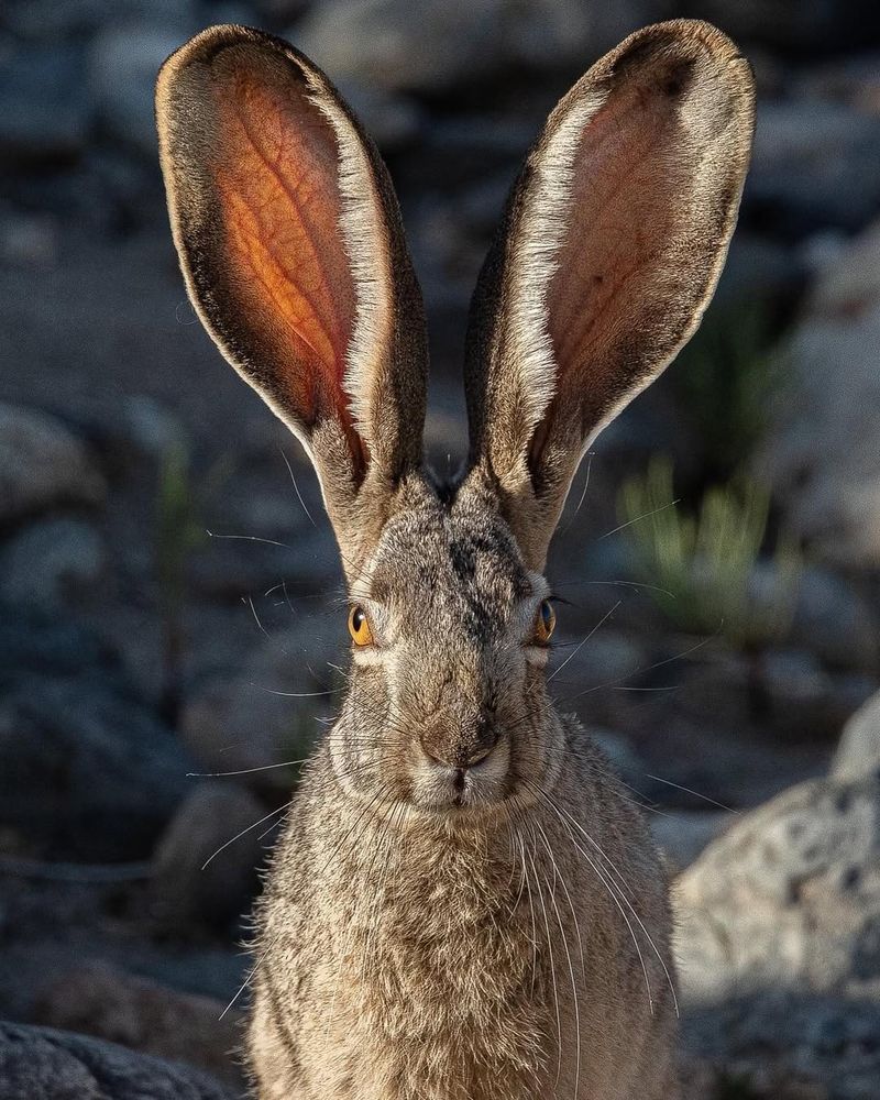 Black-tailed Jackrabbits