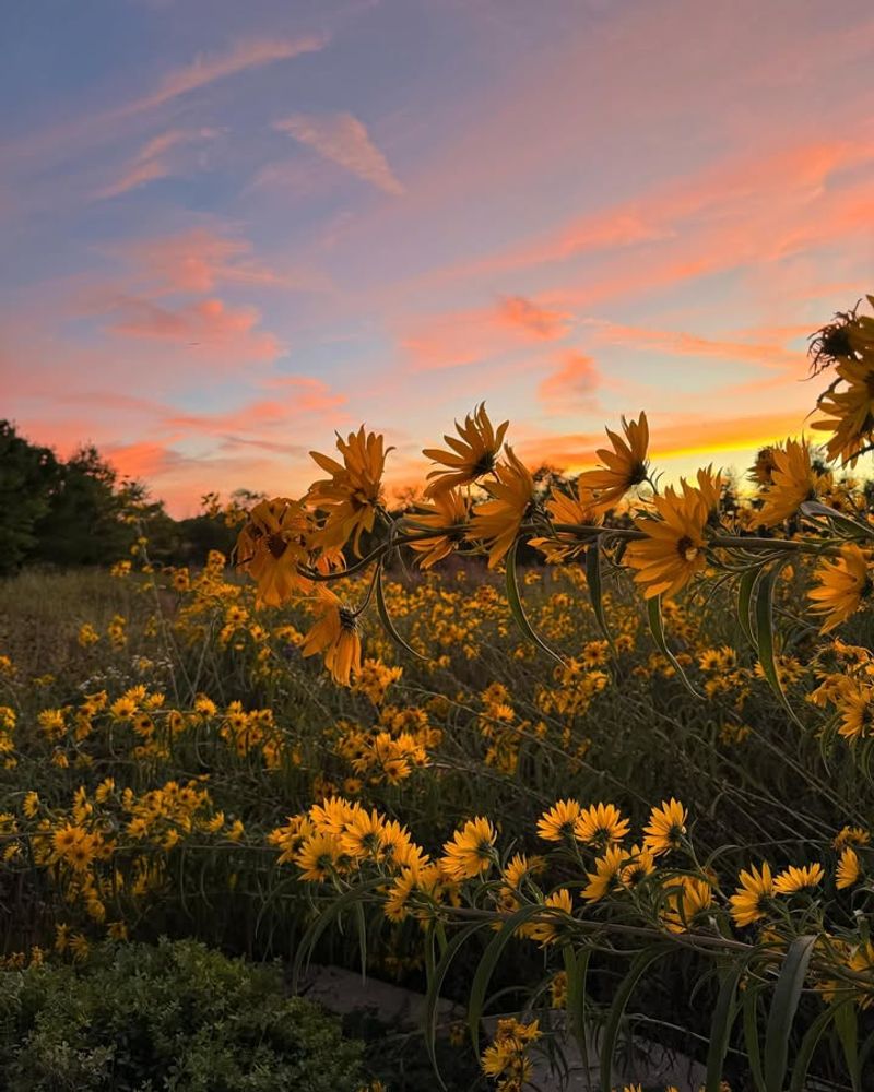 Maximilian Sunflower