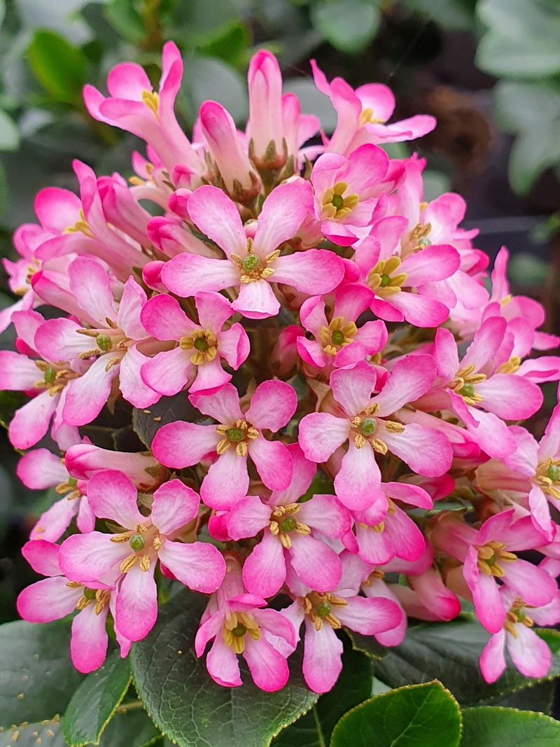 Escallonia
