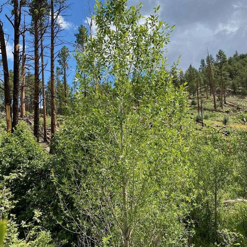Narrowleaf Cottonwood