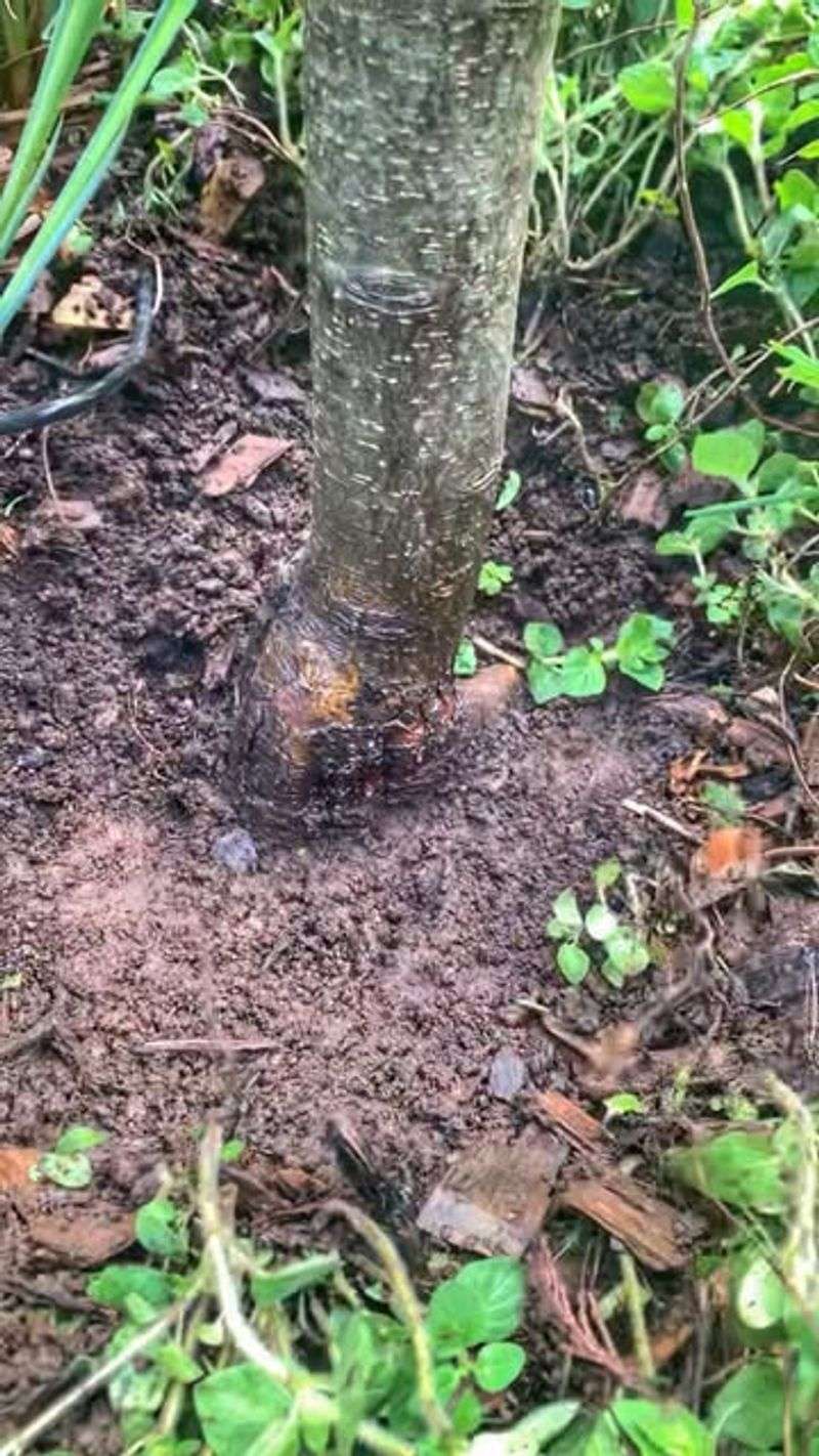 Suffocated Roots Struggle
