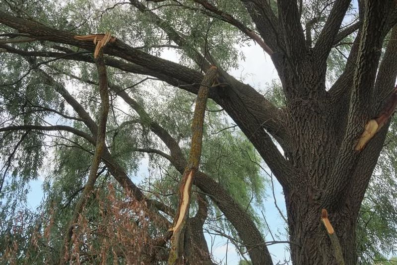 Gypsy Moth Egg Masses Disguise Themselves Well