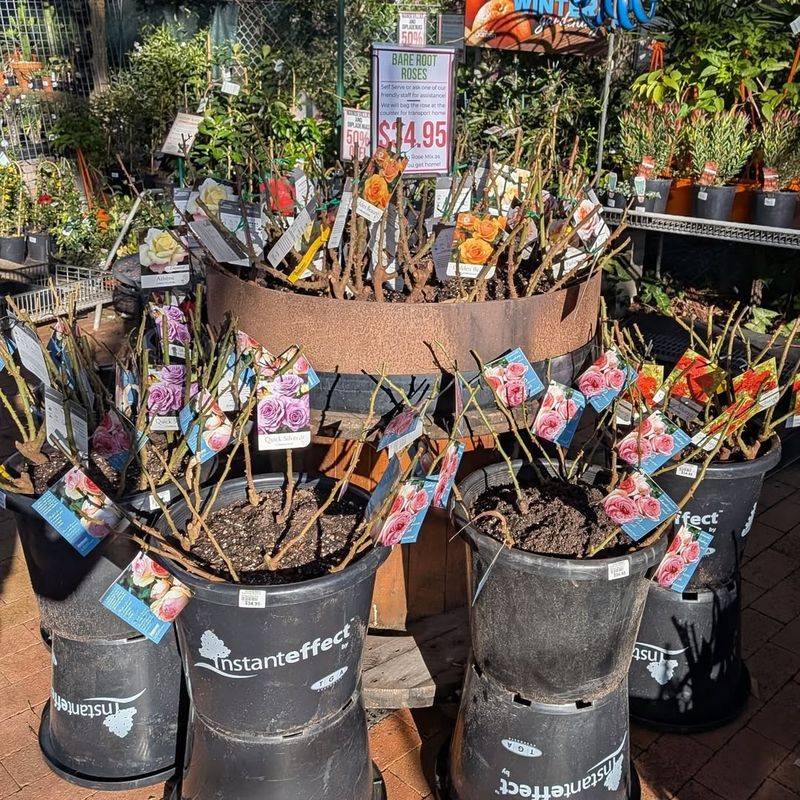 Better Selection At Nurseries And Online