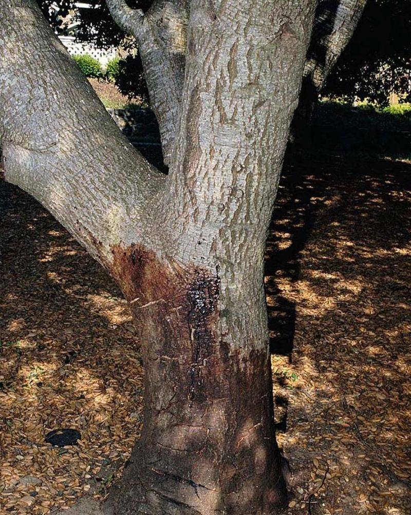 Bark Disease Spreads Rapidly