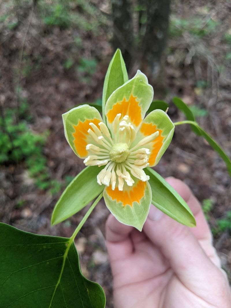 Fallen Flowers Provide Ground-Level Foraging Opportunities