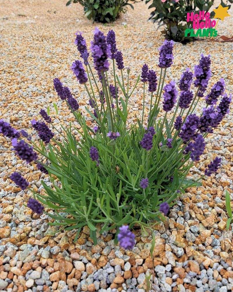 Mediterranean Plants Prefer Staying Put