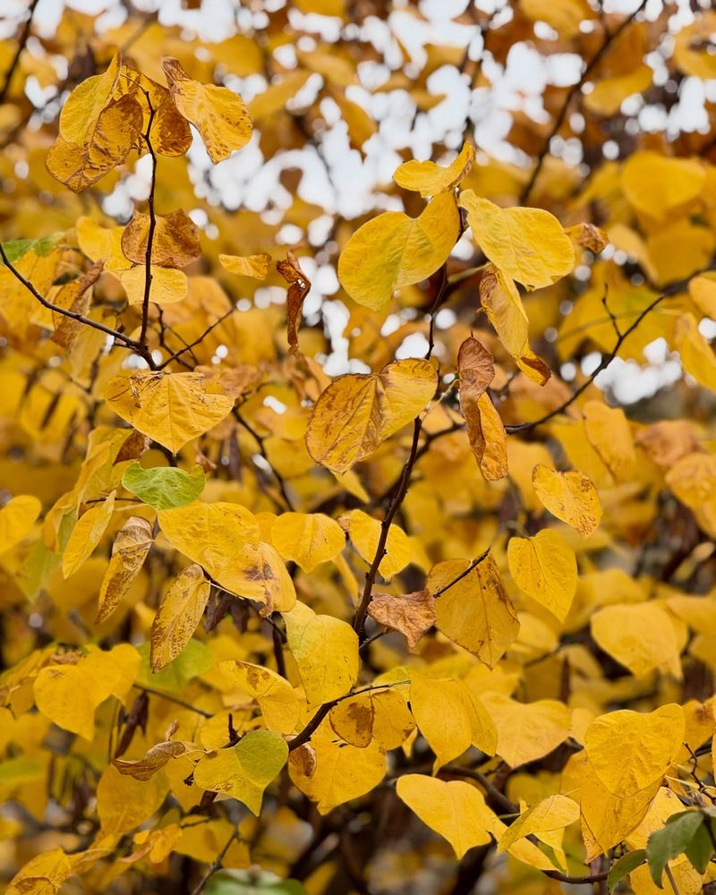 Golden Foliage Attracts Migrating Butterflies