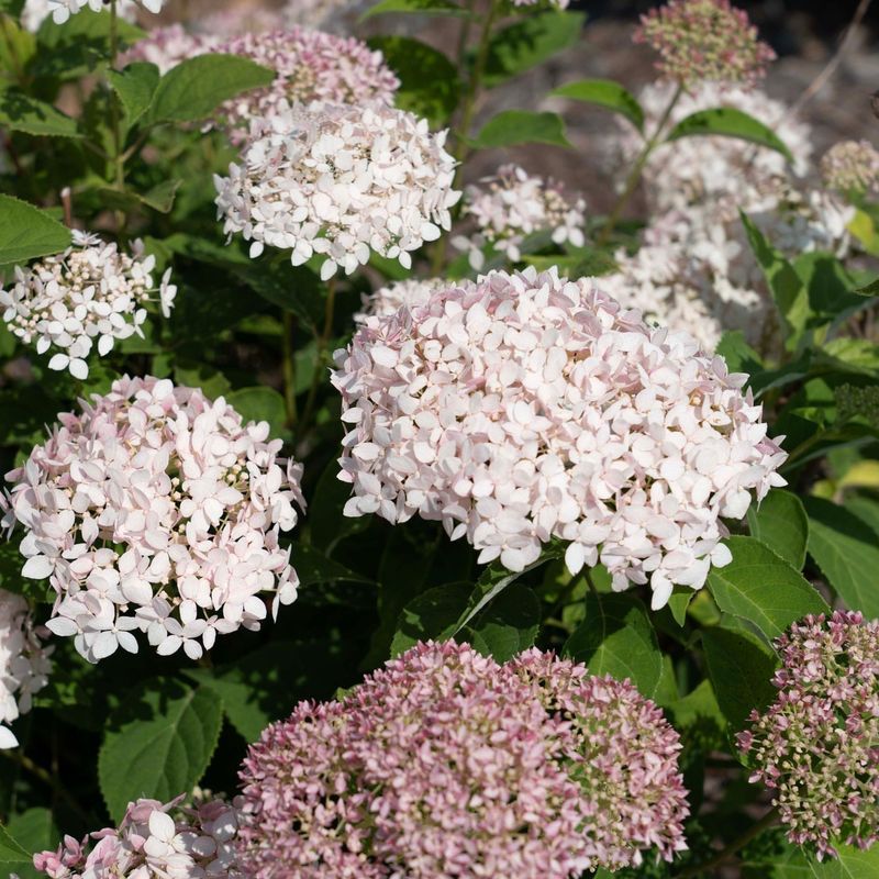 Hydrangeas