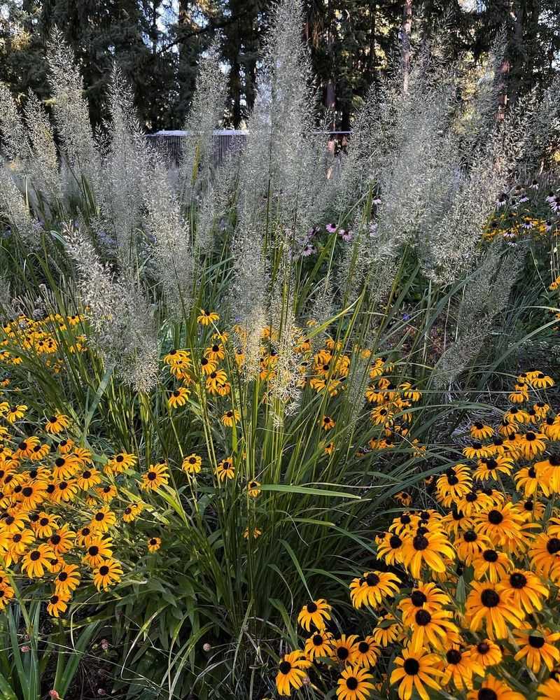 Ornamental Grasses