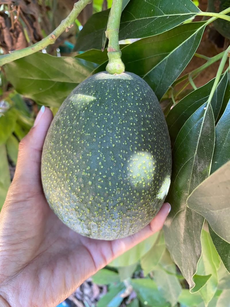 Avocado Trees Thrive With Fall Care
