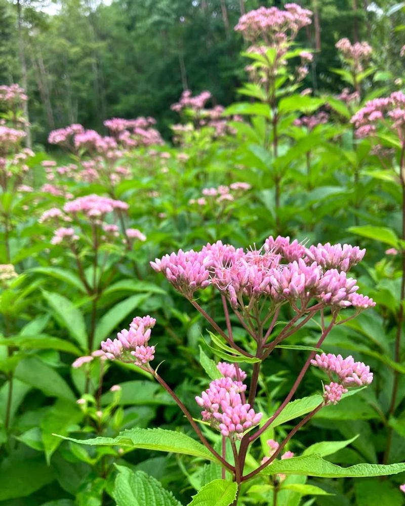 Joe Pye Weed (Eutrochium maculatum)