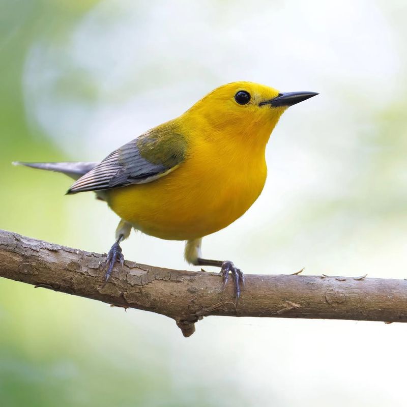 Prothonotary Warbler