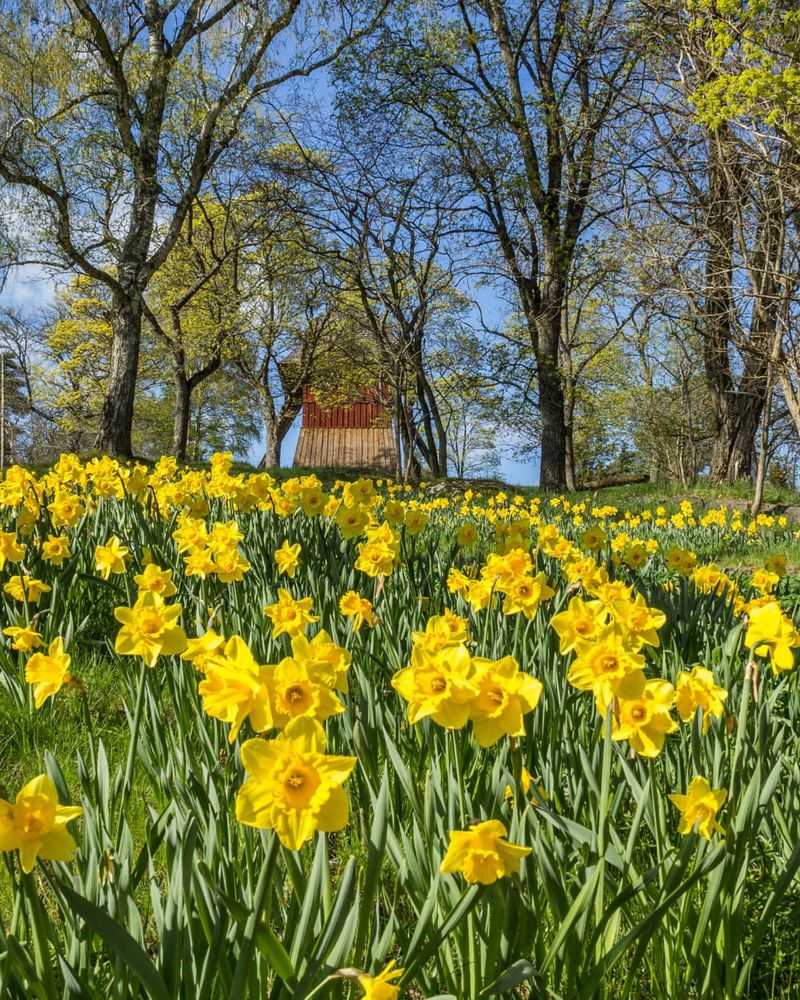 Daffodils