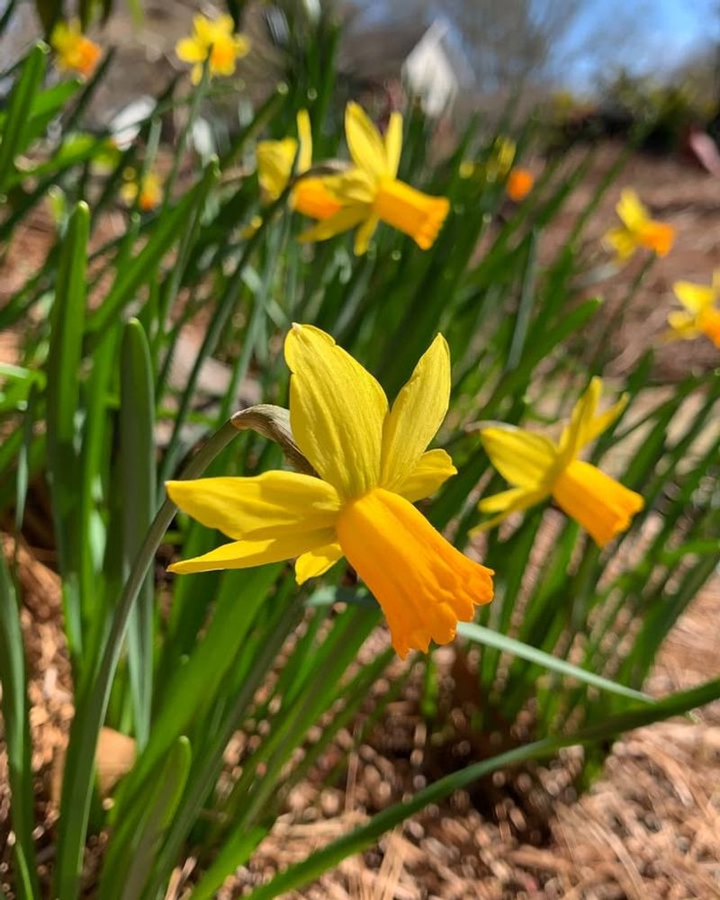 Daffodils