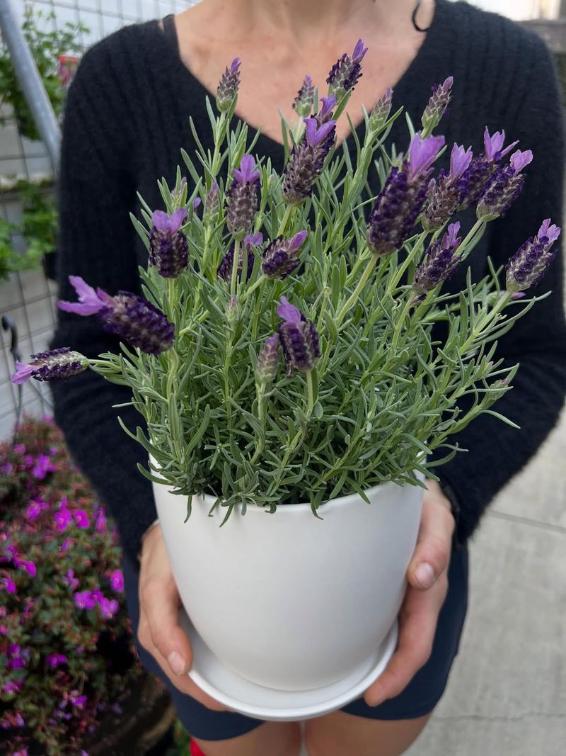 Lavender