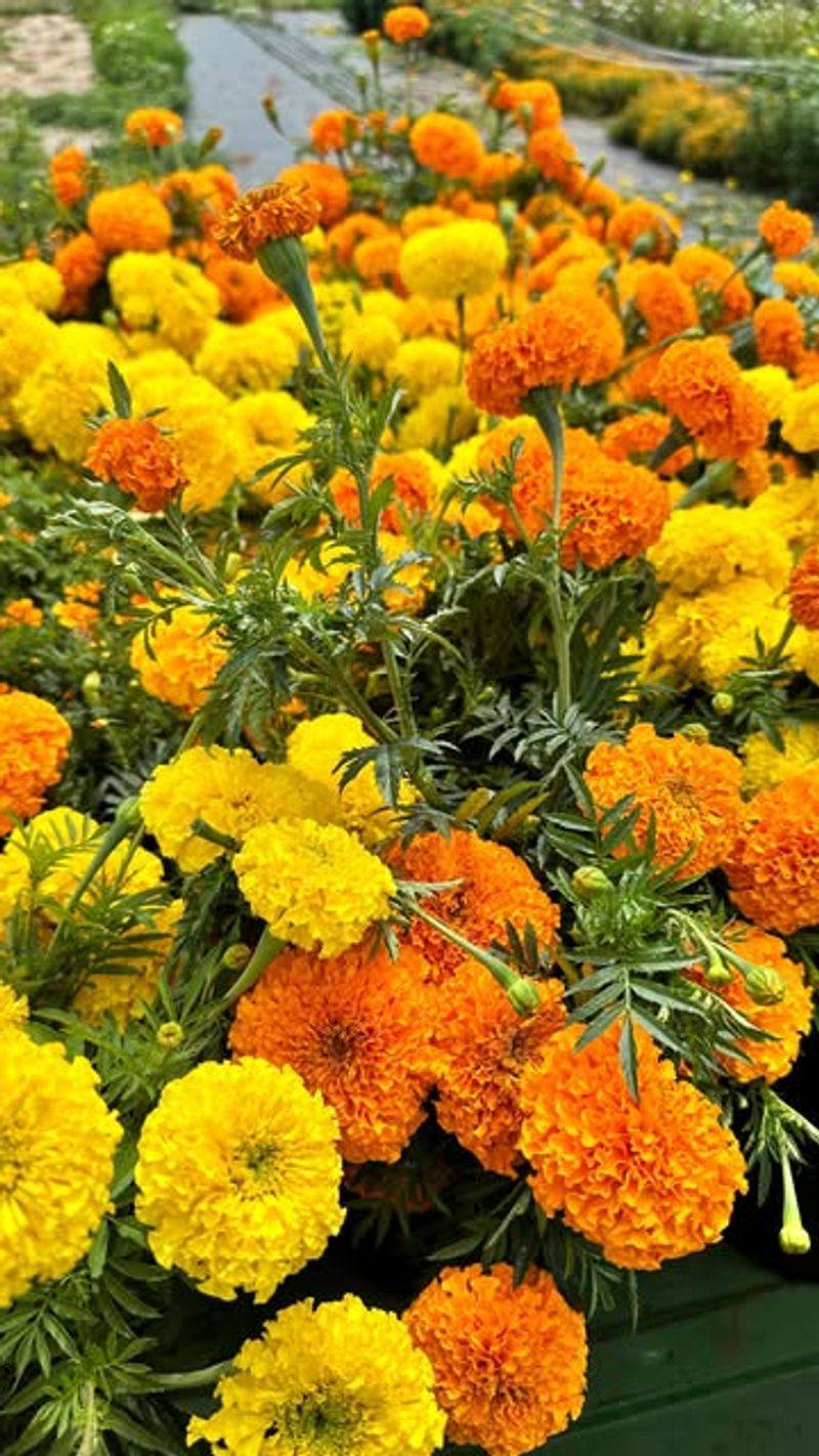 Marigolds