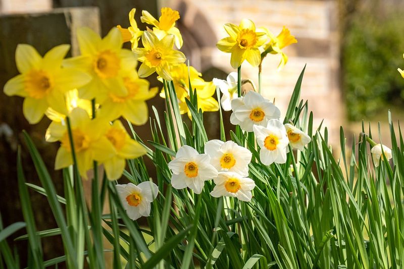 Daffodils
