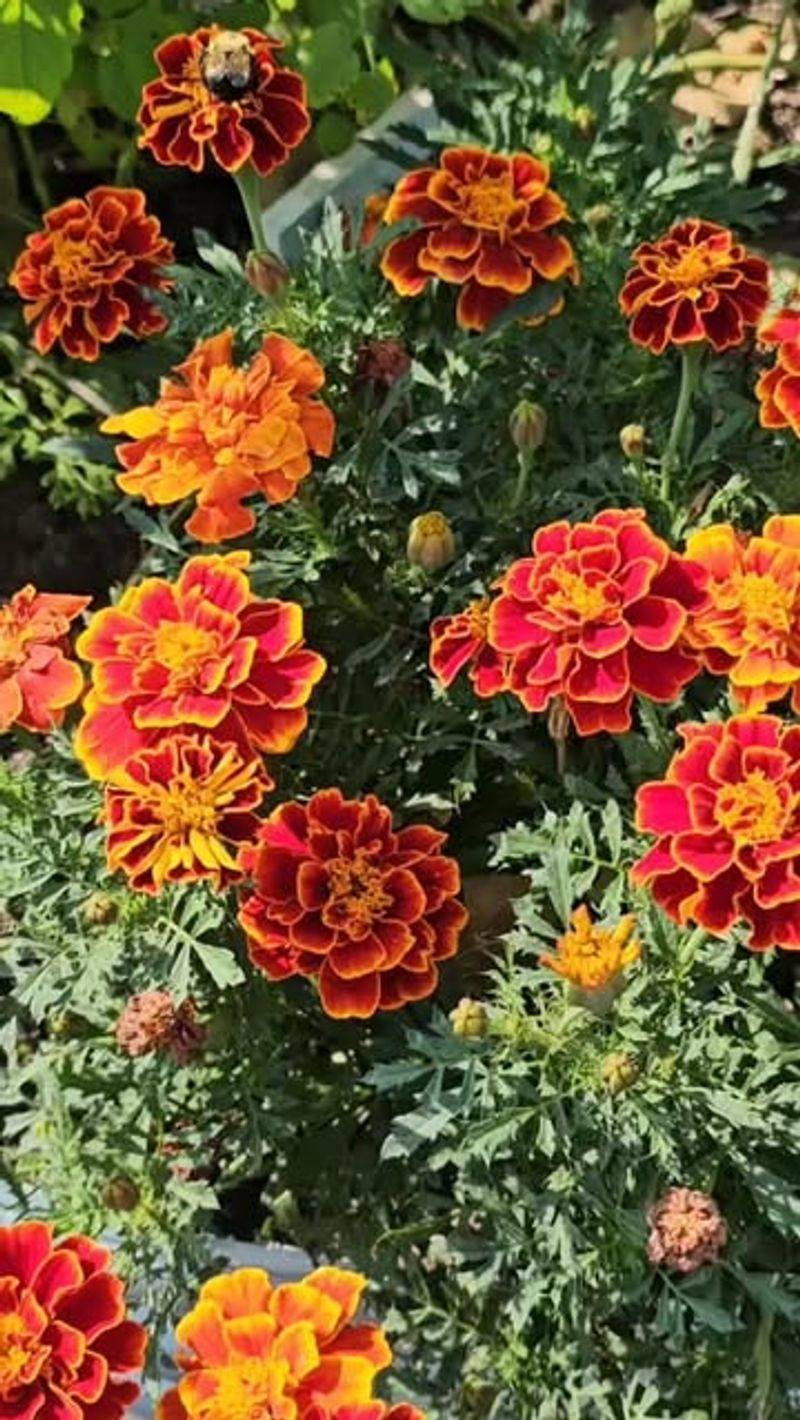 Marigolds