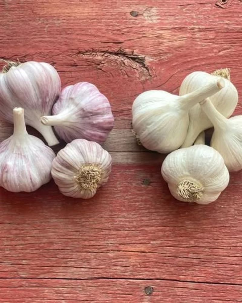 Garlic