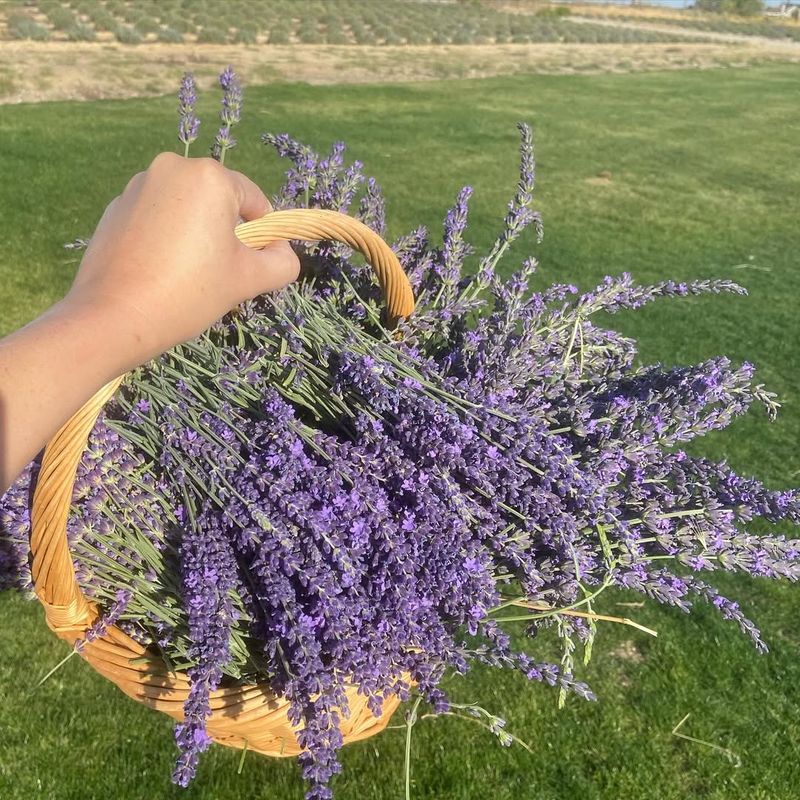 Lavender Settles In For A Strong Spring Start