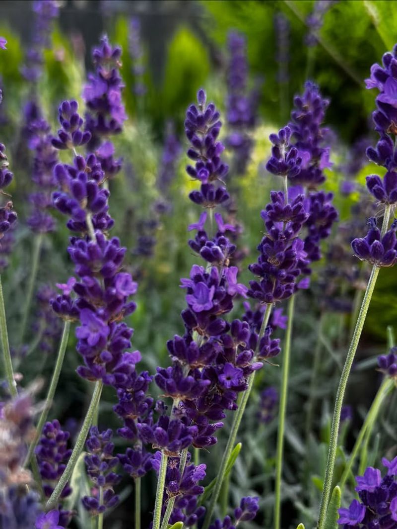 Lavender (Lavandula)