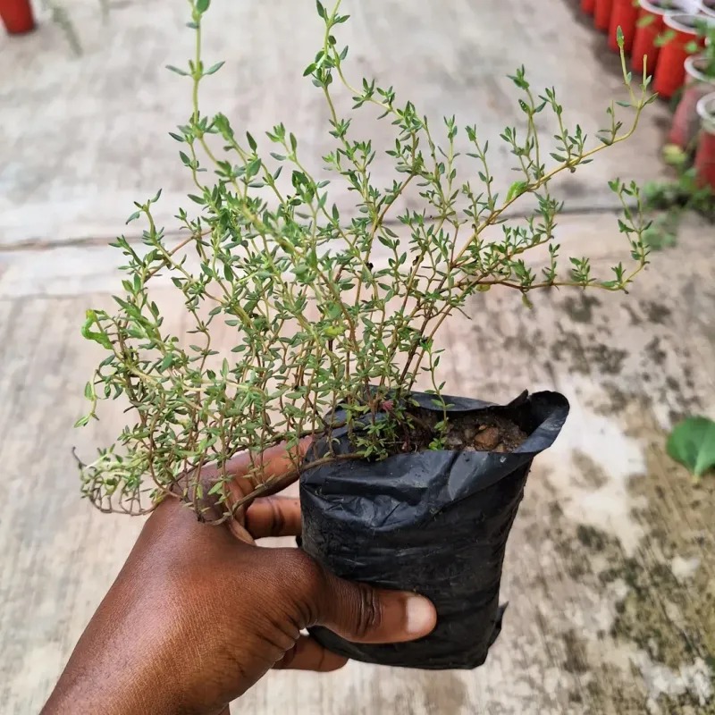 Thyme