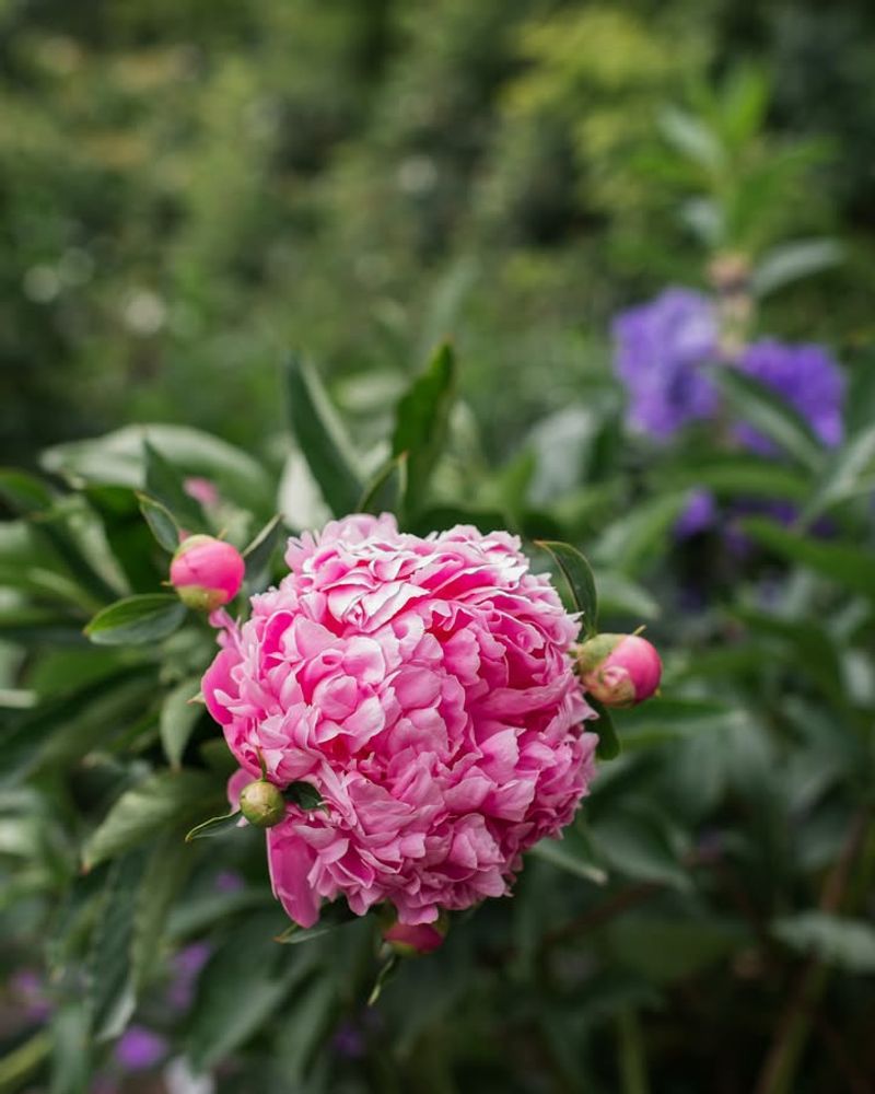 Peonies