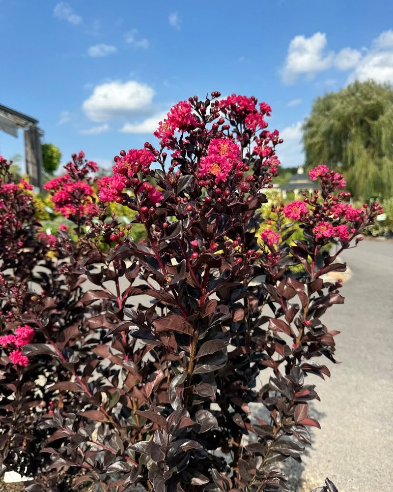 Crape Myrtles