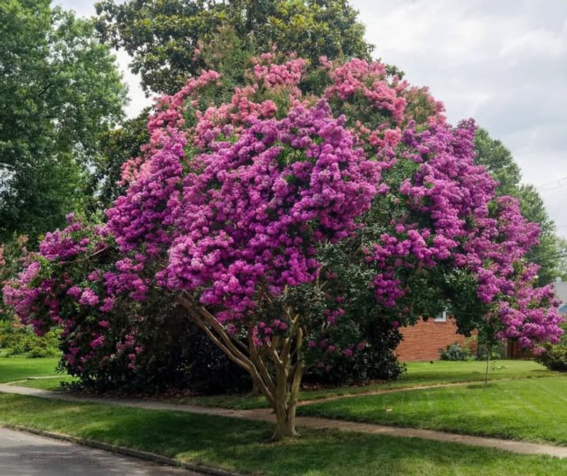 Crepe Myrtles