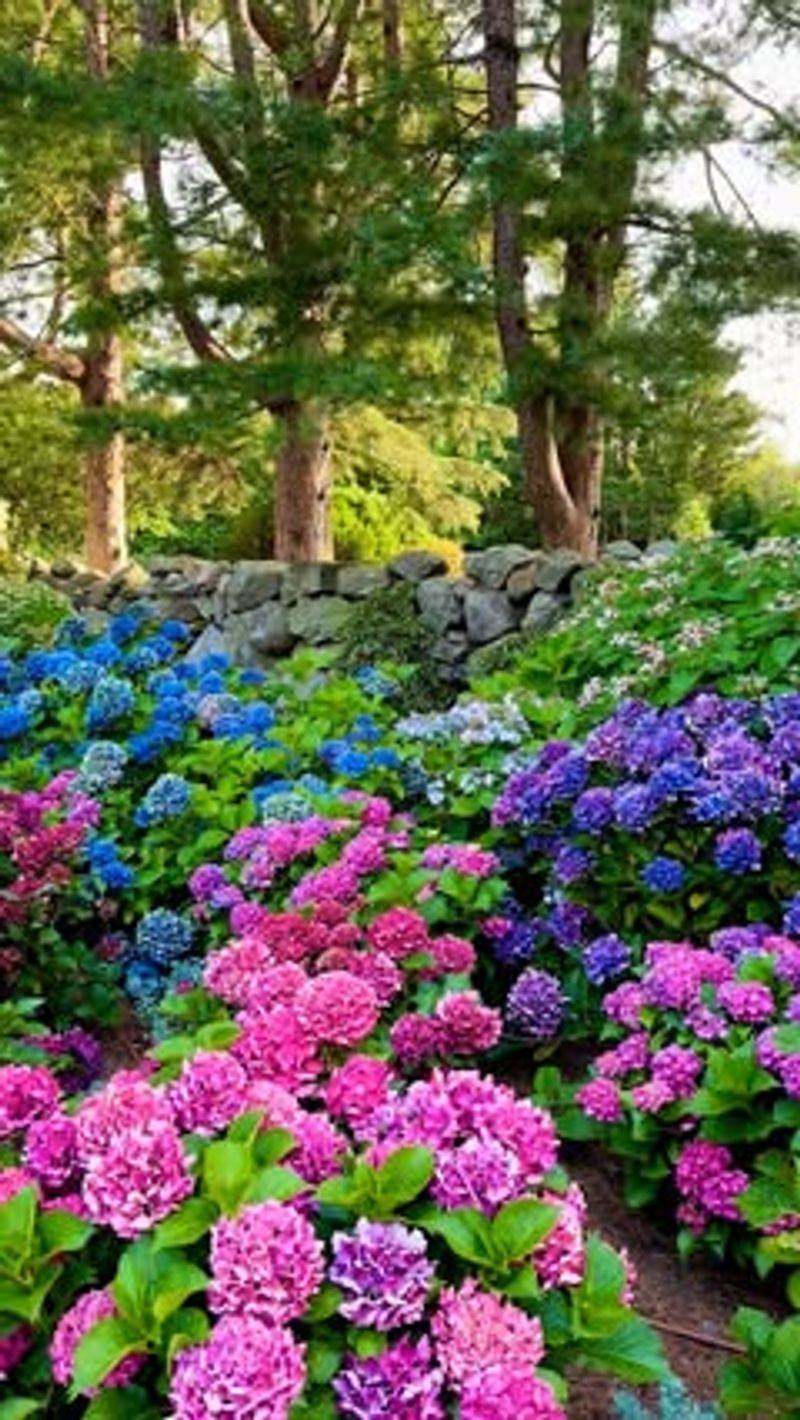 Hydrangeas