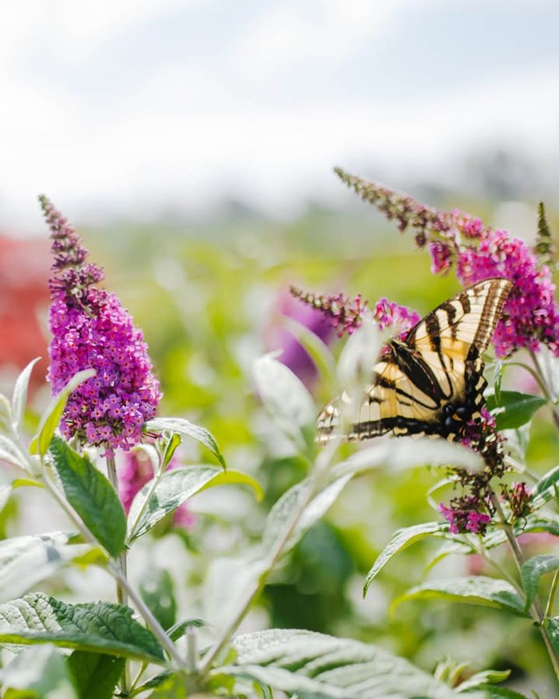 Butterfly Bush