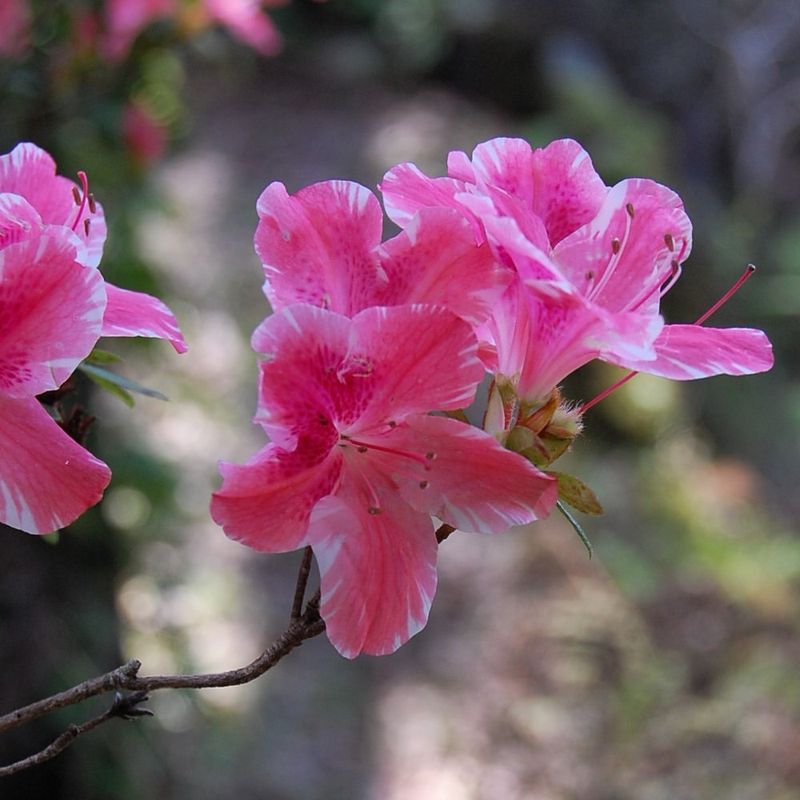 Azaleas