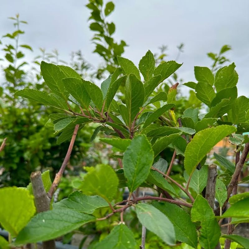 Fruit Trees