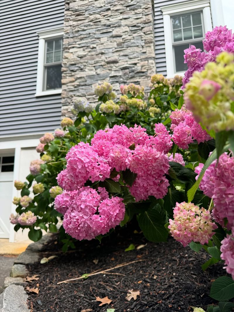Summer-Flowering Hydrangeas