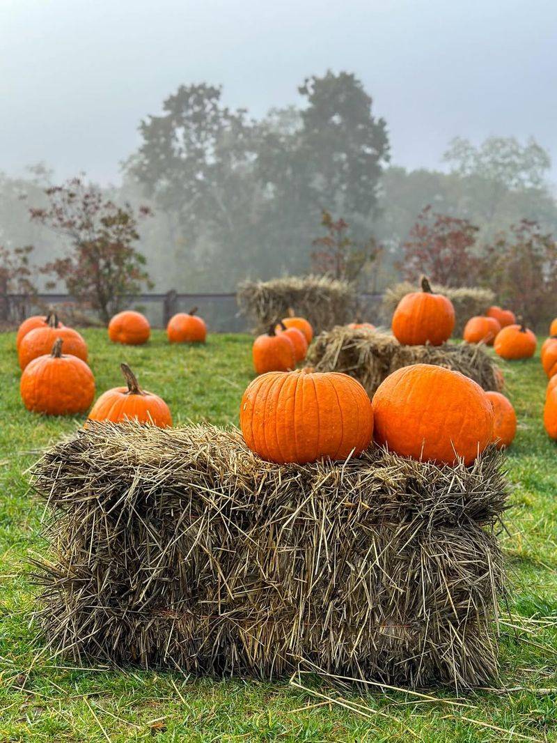 Connecticut Field Pumpkin