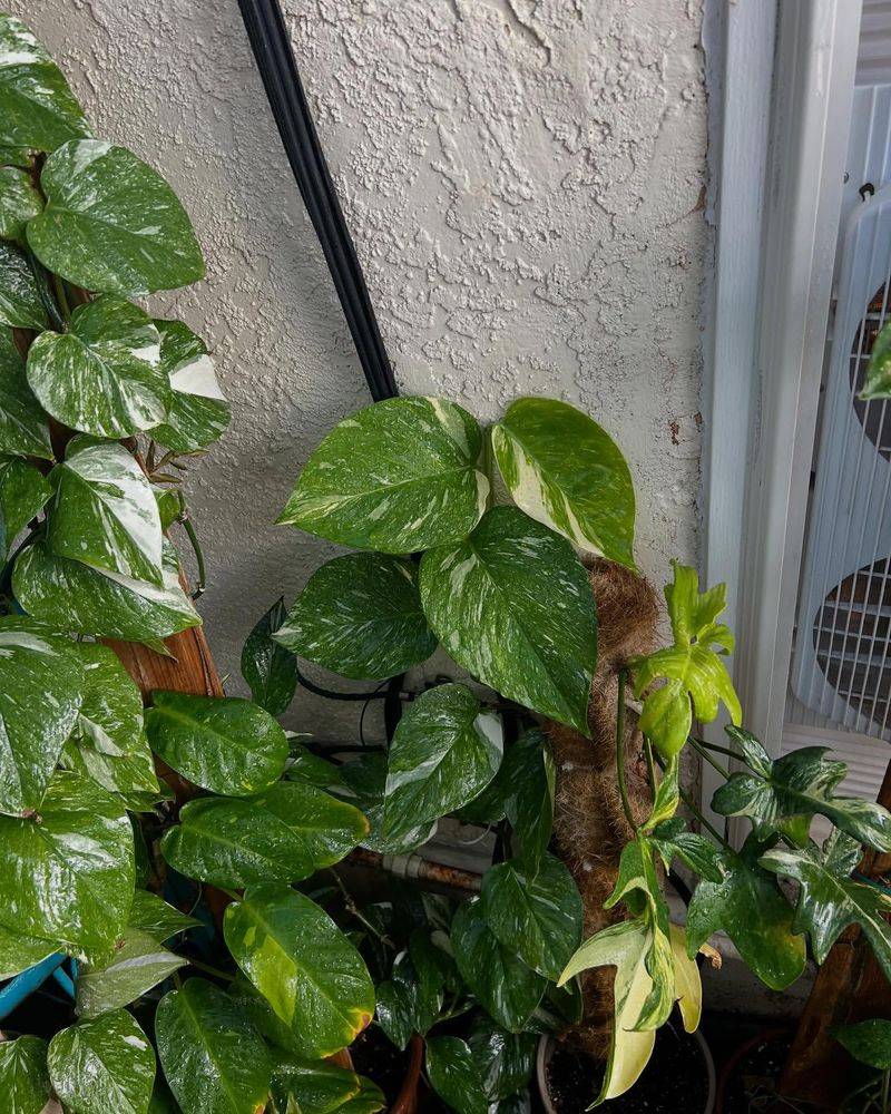 Pothos (Epipremnum aureum)
