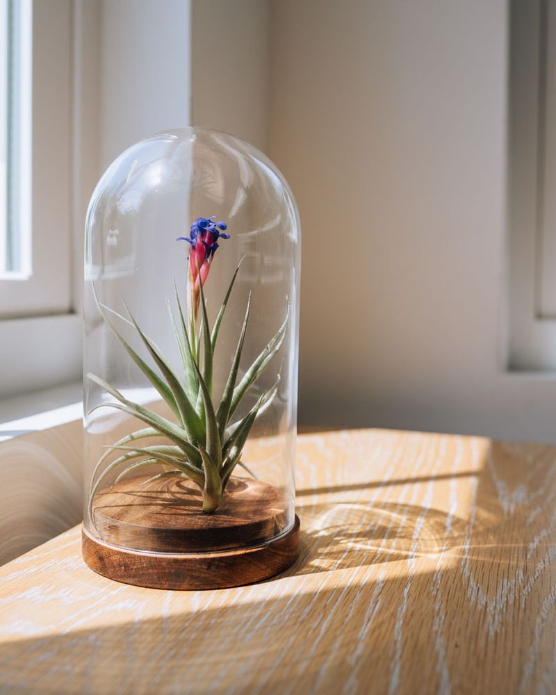 Air Plants (Tillandsia)