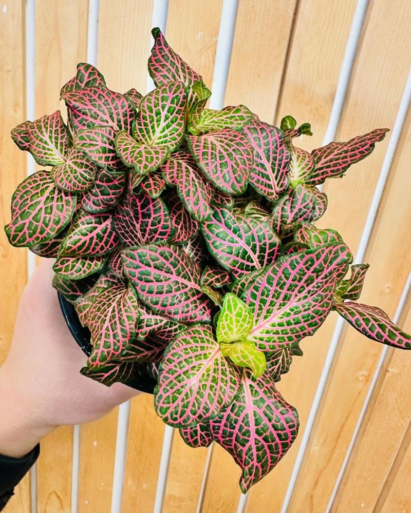 Nerve Plant