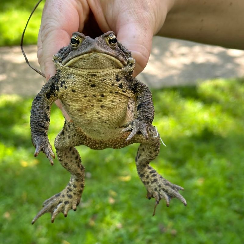 American Toad