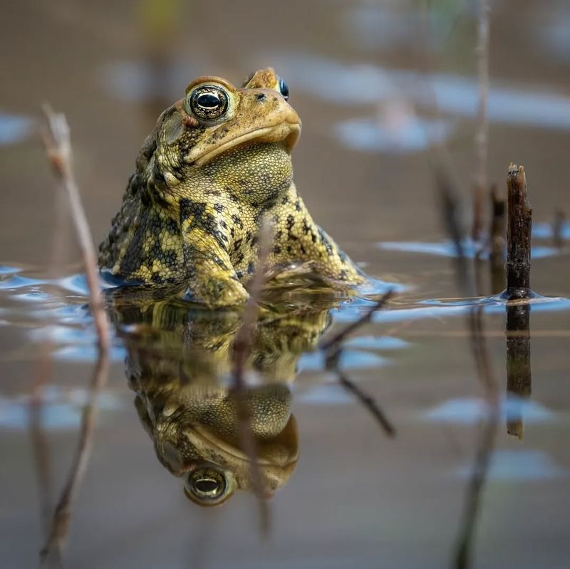 American Toad